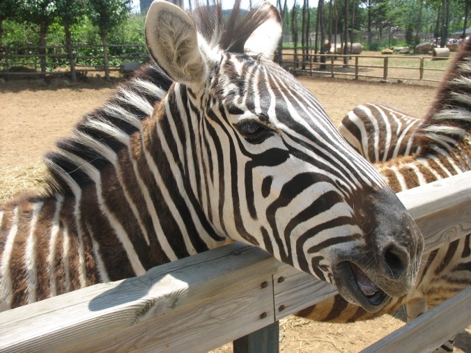 Dalian Forest Zoo, China