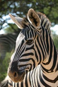 November 10 is NET Cancer Awareness Day