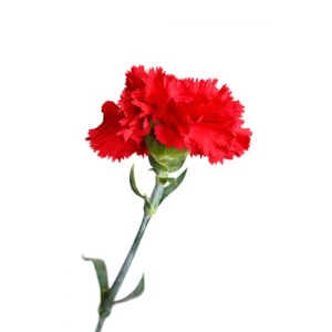 Beautiful-Red-Carnation-colors-34691871-600-600