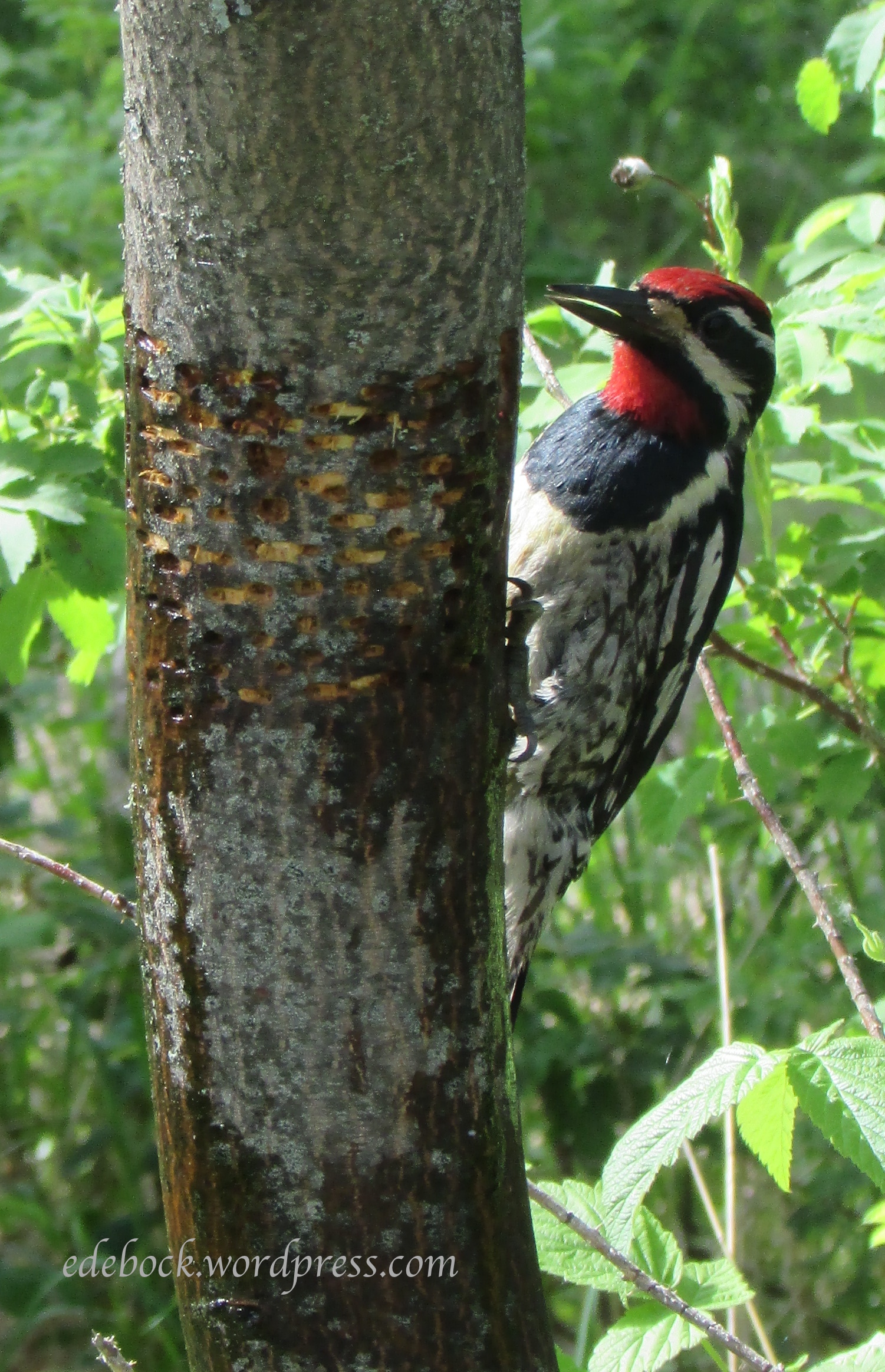 IMG_1040 - Version 2